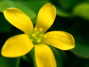 Close-up of yellow flower