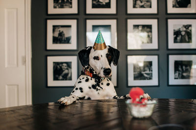 Portrait of dogs sitting at home