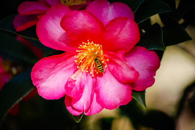 Close-up of pink flower blooming outdoors