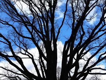 Low angle view of bare tree against sky