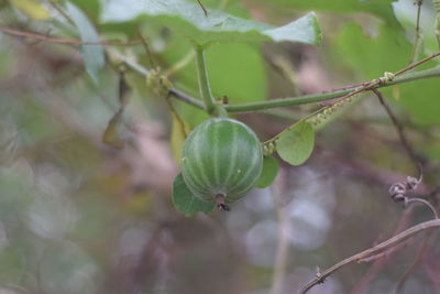 Close-up of fruit growing on tree