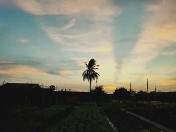 Silhouette palm trees on field against sky at sunset