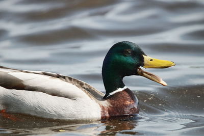 Close-up of mallard duck swimming in lake