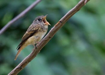 Close-up of bird perching on tree