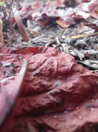 Close-up of leaf on rock