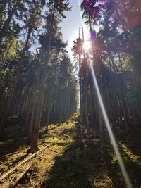 Sunlight streaming through trees in forest