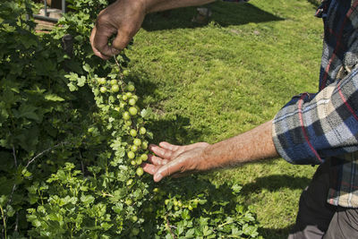 Farmer, observes the quality of the fruit of young, raw, immature apricot.