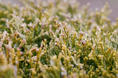 Close-up of plants