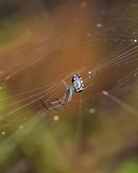 Close-up of spider on web
