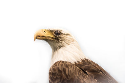 Close-up of eagle against white background