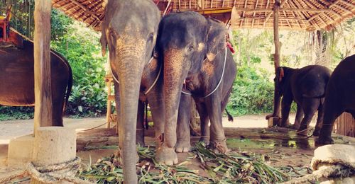 View of elephant eating plants