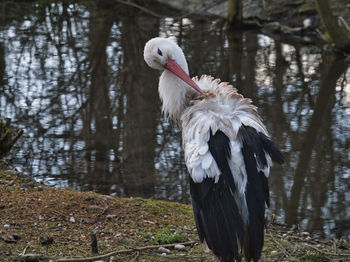 View of a bird on lakeshore