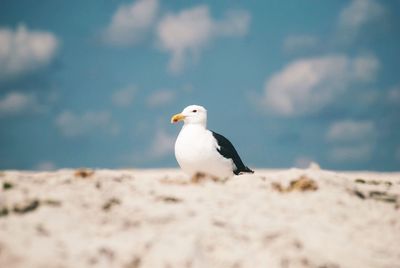 Seagull perching on a beach