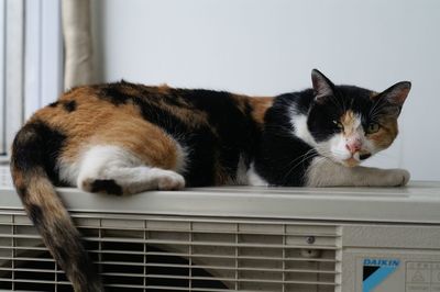 Close-up of cat on floor
