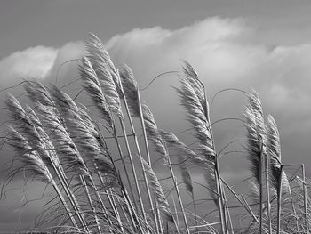 Close-up of plants against cloudy sky