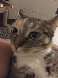 Close-up portrait of cat at home