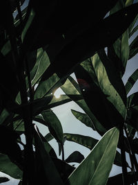 Low angle view of fresh green plant against sky