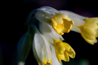 Close-up of white flowering plant against black background