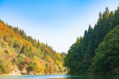 Scenic view of forest against clear sky