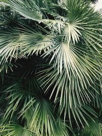 Full frame shot of palm tree