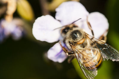 Close-up of honey bee on flower