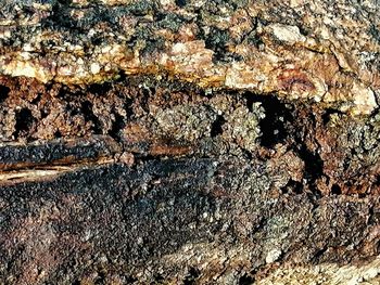 Close-up of lichen on tree trunk