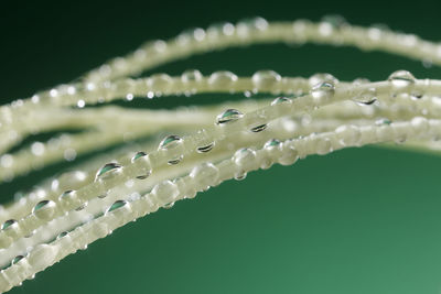 Young sprout with water drops