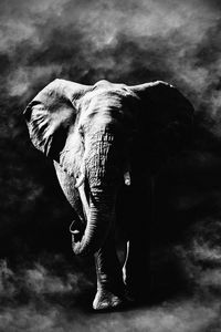 Full length of elephant standing on land