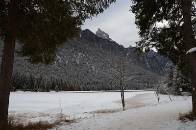 Trees on snow covered landscape