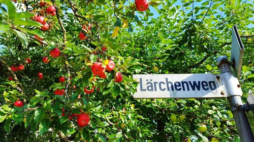 Low angle view of fruits hanging on tree