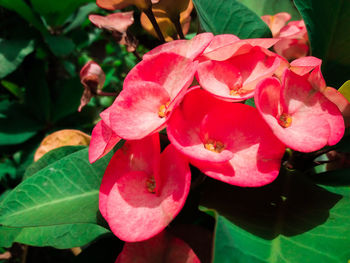 Close-up of pink flowers blooming outdoors