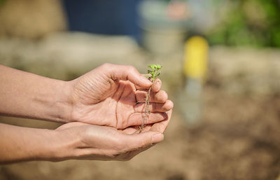 Close-up of hand holding leaf