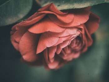 Close-up of red flower