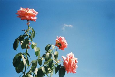 Low angle view of pink flowers blooming against clear sky