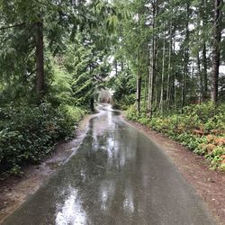 Road amidst trees in forest