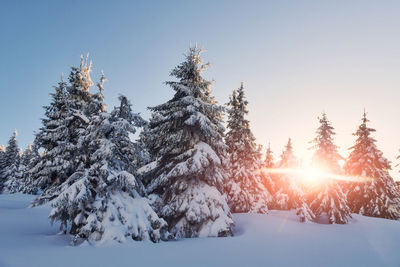 Bright sunlight goes through trees. magical winter landscape with snow at daytime.