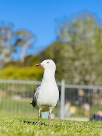 Close-up of seagull