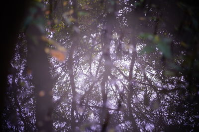 Low angle view of trees growing in forest