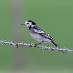 Close-up of bird perching on fence