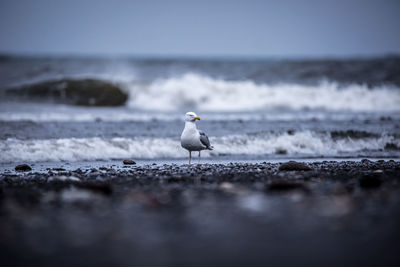 Seagull on a beach