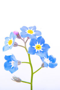 Close-up of blue flowers against white background