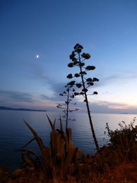 Silhouette plants against calm blue sea