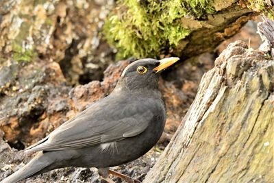 Close-up of bird perching on rock