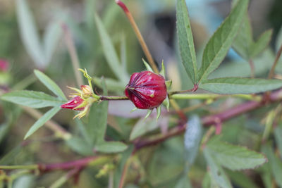 Close-up of red flowering plant
