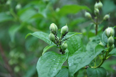 Close-up of strawberry plant