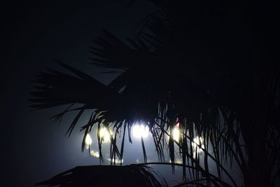 Low angle view of palm trees against sky at night