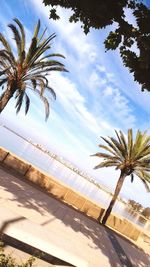 Palm trees on beach against sky