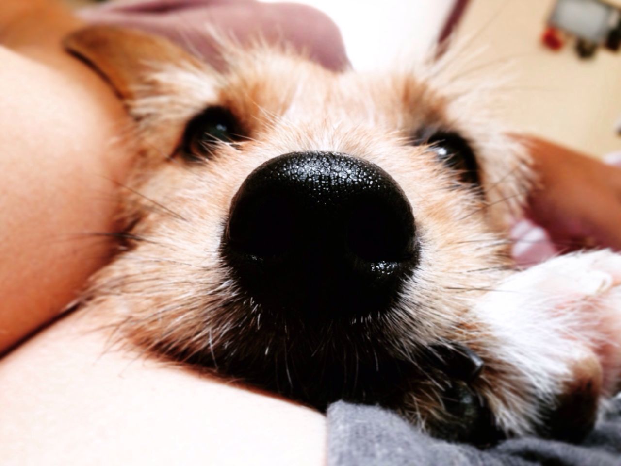 pets, domestic animals, dog, mammal, close-up, part of, relaxation, animal body part, lying down, resting, focus on foreground, cropped, selective focus, puppy, animal nose, canine, whisker, snout, cute