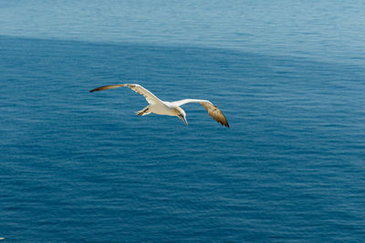 Seagulls flying over sea