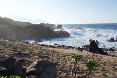 Scenic view of beach against clear sky